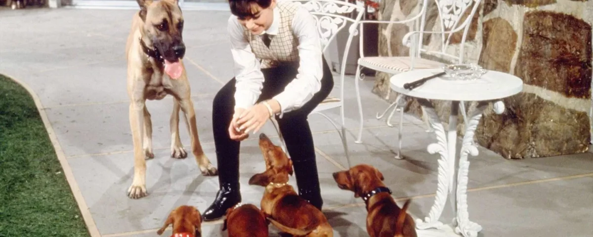 Une jeune femme en costume à carreaux est assise sur un banc blanc entourée d'un gros chien et de plusieurs petits chiots sur une terrasse carrelée, rappelant le film de Disney "Quatre Bassets pour un D