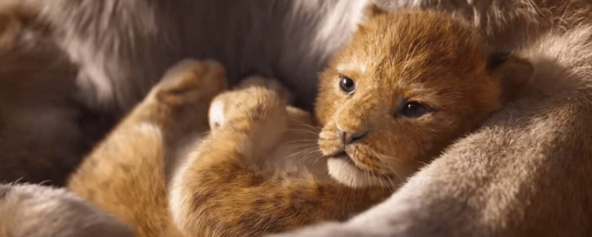 Un lionceau nouveau-né se niche confortablement dans les bras poilus de son parent, affichant une expression paisible et une douce fourrure orange tandis que de douces chansons Disney jouent en arrière-plan.