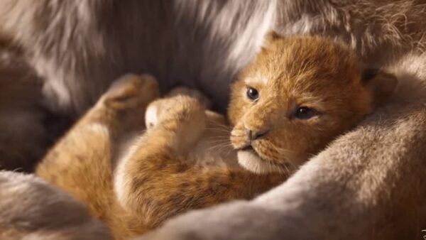 Un lionceau nouveau-né se niche confortablement dans les bras poilus de son parent, affichant une expression paisible et une douce fourrure orange tandis que de douces chansons Disney jouent en arrière-plan.