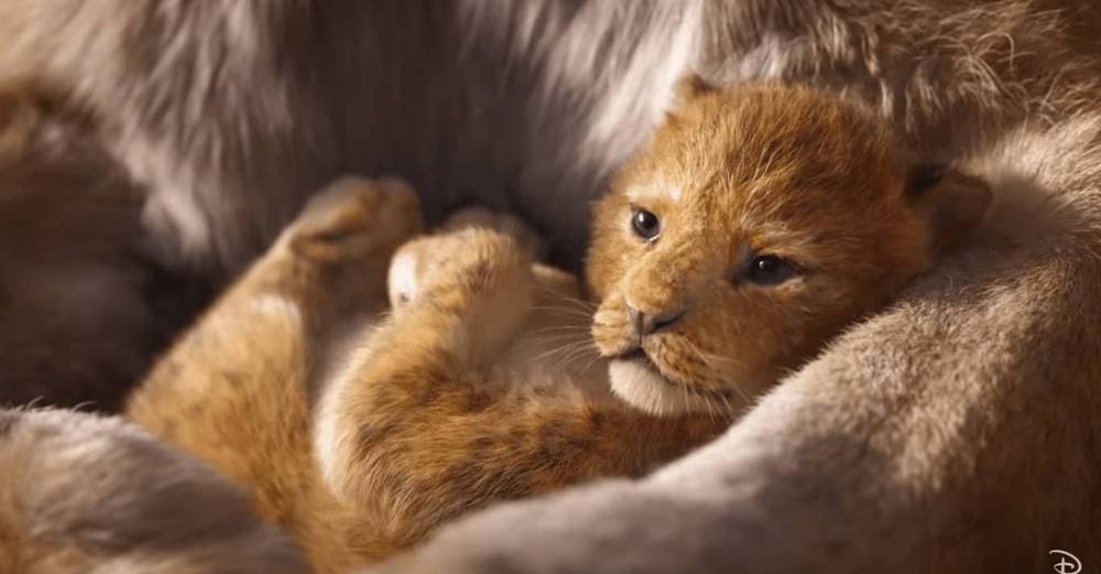 Un lionceau nouveau-né se niche confortablement dans les bras poilus de son parent, affichant une expression paisible et une douce fourrure orange tandis que de douces chansons Disney jouent en arrière-plan.