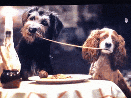 Deux chiens, l'un un terrier débraillé et l'autre un épagneul brun et blanc, sont assis à une table partageant un brin de spaghetti, rappelant une scène du film classique "La