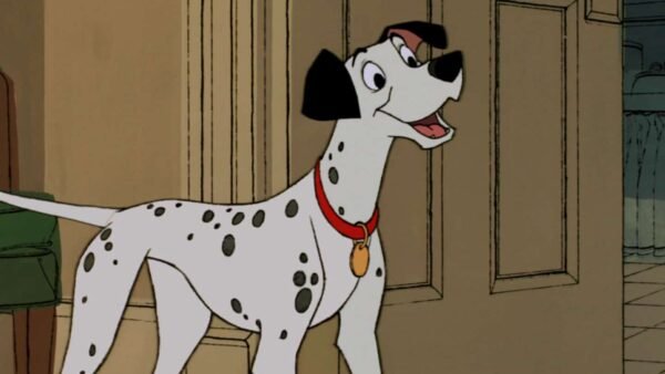 Un dalmatien du film "101 Dalmatiens" avec un collier rouge et une étiquette dorée se tient dans une pièce, regardant par-dessus son épaule avec une expression excitée.