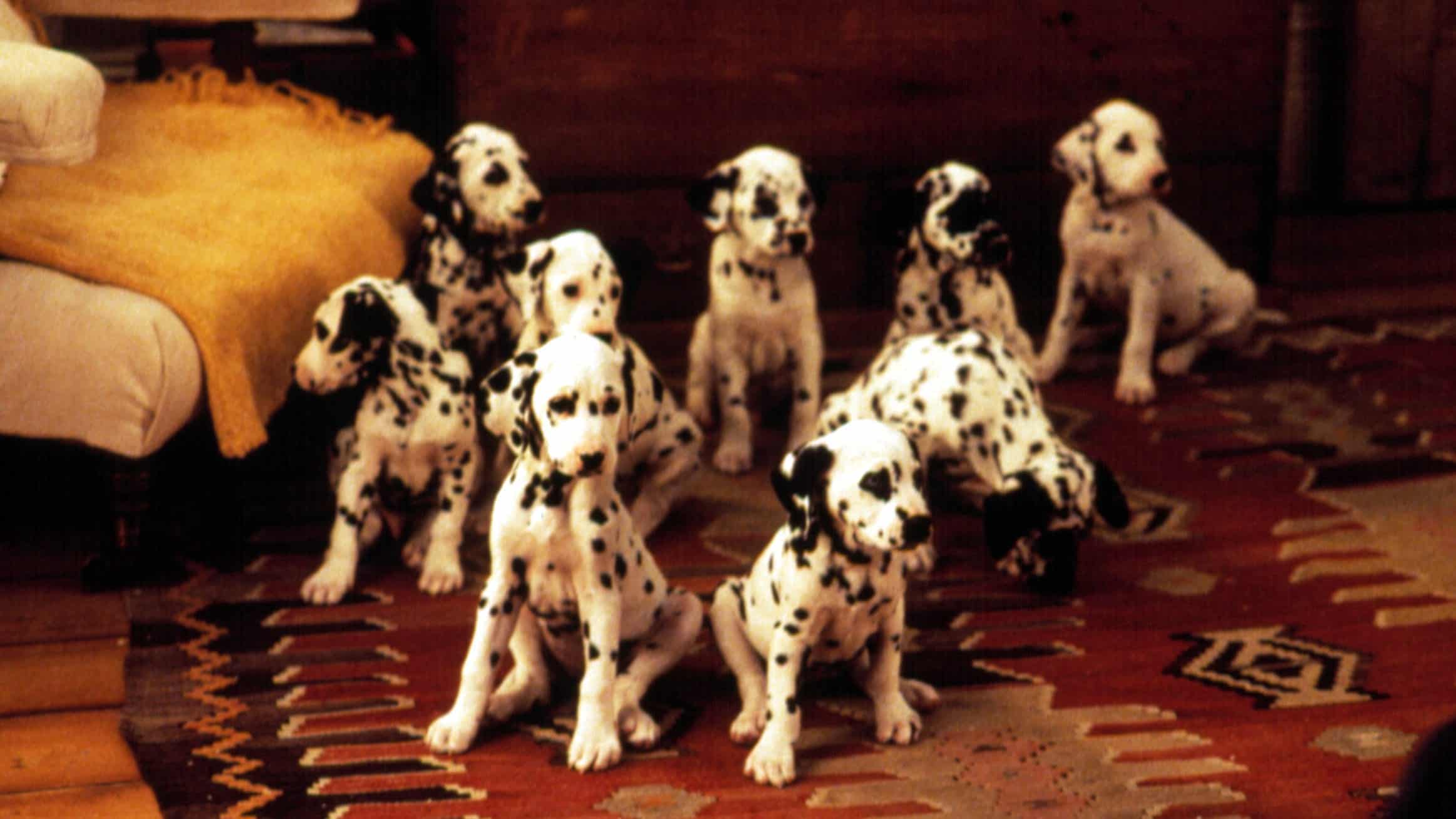 Un groupe de chiots Dalmatien assis et debout sur un tapis à motifs dans une pièce confortable, regardant vers la caméra.