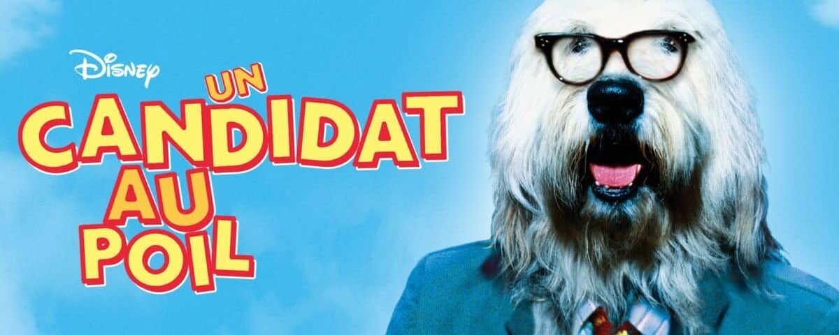 Image promotionnelle du film "Un candidat au poil" mettant en vedette un gros chien blanc portant des lunettes et un costume, la gueule ouverte, sur fond de ciel bleu.