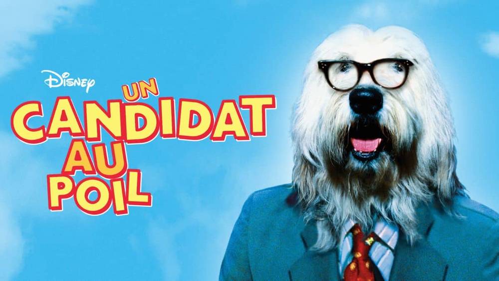 Image promotionnelle du film "Un candidat au poil" mettant en vedette un gros chien blanc portant des lunettes et un costume, la gueule ouverte, sur fond de ciel bleu.