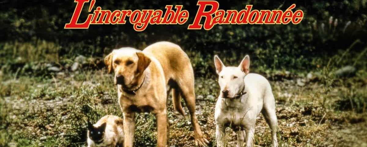 Image promotionnelle pour "L'Incroyable Randonnée" de Disney, mettant en vedette deux chiens, un golden retriever et un bull terrier blanc, ainsi qu'un chat siamois, en extérieur