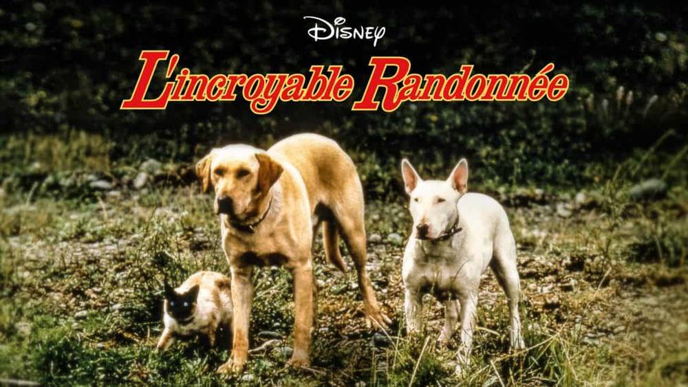 Image promotionnelle pour "L'Incroyable Randonnée" de Disney, mettant en vedette deux chiens, un golden retriever et un bull terrier blanc, ainsi qu'un chat siamois, en extérieur