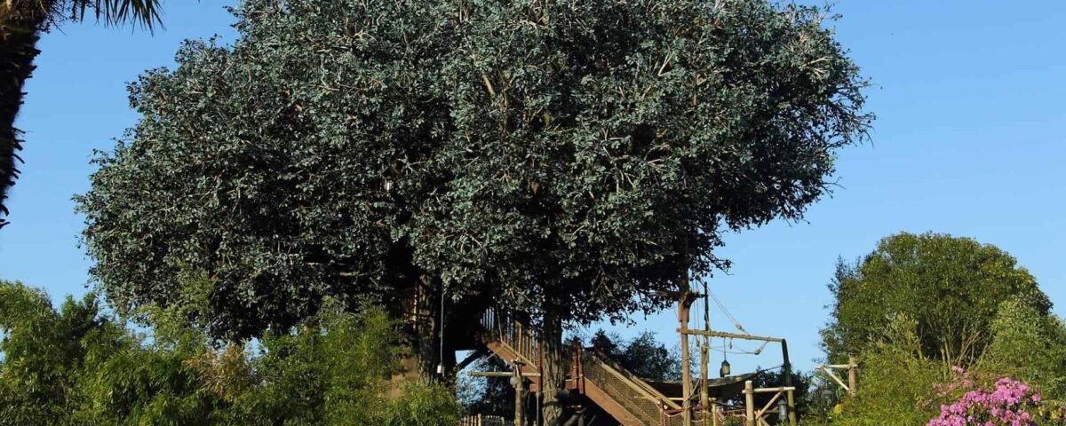 Un grand arbre luxuriant aux feuilles bleu-vert se dresse bien en évidence sous un ciel clair, entouré d'une passerelle en bois, de plantes tropicales et de fleurs roses près de la Cabane des Robinsons à Disneyland.
