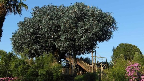 Un grand arbre luxuriant aux feuilles bleu-vert se dresse bien en évidence sous un ciel clair, entouré d'une passerelle en bois, de plantes tropicales et de fleurs roses près de la Cabane des Robinsons à Disneyland.