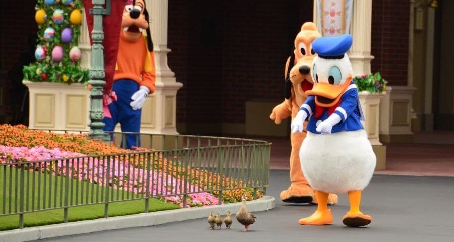 Donald Duck, Dingo et Pluto interagissent avec deux petits canards sur un chemin dans un parc à thème, entouré de fleurs colorées et de décorations festives.