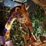 Une girafe se nourrissant de plantes dans une salle au thème rustique de Disneyland Paris avec un éclairage chaleureux et diverses décorations suspendues comme des chapeaux et des paniers.