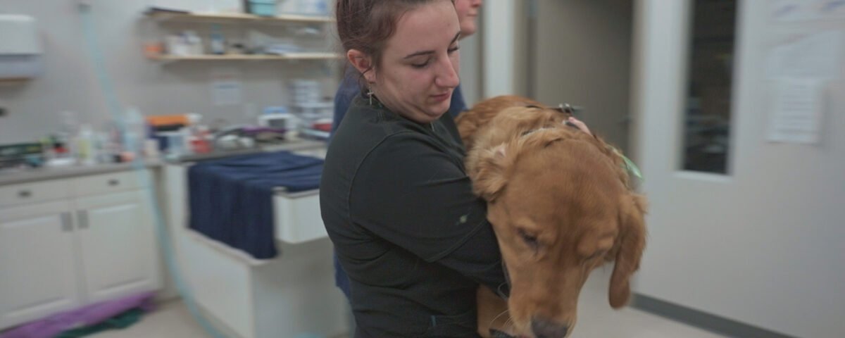 Une femme en blouse noire porte un golden retriever dans la salle d'examen d'une clinique vétérinaire, ce qui rappelle les scènes de la série documentaire de National Geographic "Northern Vets".