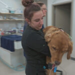 Une femme en blouse noire porte un golden retriever dans la salle d'examen d'une clinique vétérinaire, ce qui rappelle les scènes de la série documentaire de National Geographic "Northern Vets".