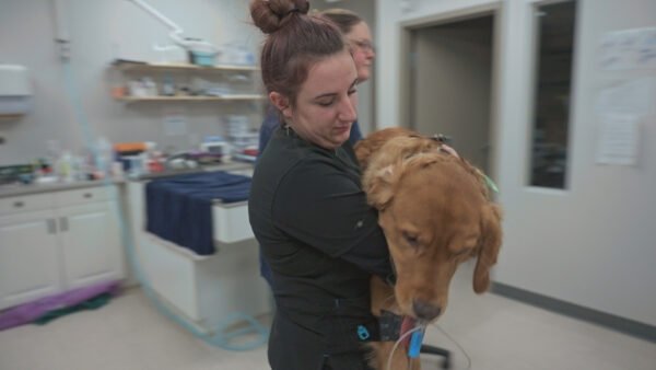 Une femme en blouse noire porte un golden retriever dans la salle d'examen d'une clinique vétérinaire, ce qui rappelle les scènes de la série documentaire de National Geographic "Northern Vets".