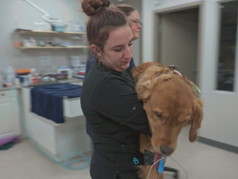 Une femme en blouse noire porte un golden retriever dans la salle d'examen d'une clinique vétérinaire, ce qui rappelle les scènes de la série documentaire de National Geographic "Northern Vets".