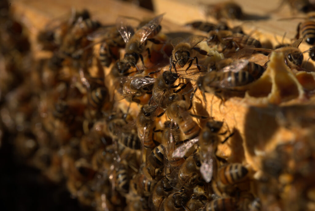 Le Secret des Abeilles Stills 2.jpg