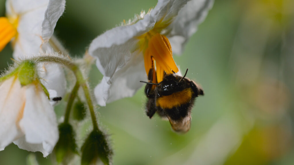 Le Secret des Abeilles Stills 3.jpg