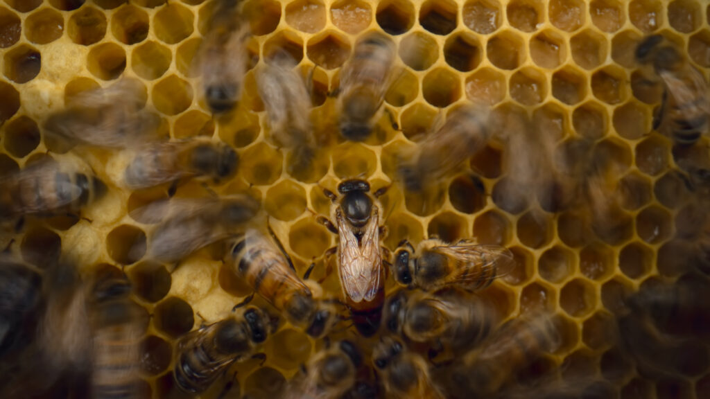 Le Secret Des Abeilles (National Geographic) : La Nouvelle Série De James Cameron Et Bertie Gregory Dévoile Le Monde Caché Des Ruches Sur Disney+ Dès Le 1er Avril
