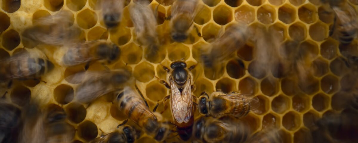 Le Secret des Abeilles Stills 4.jpg