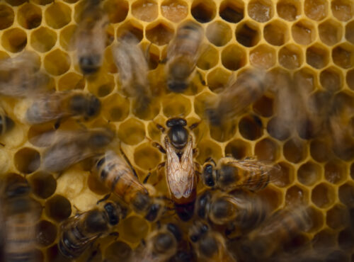 Le Secret des Abeilles Stills 4.jpg