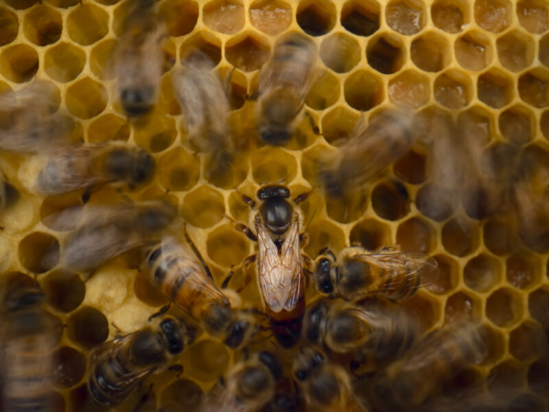 Le Secret des Abeilles Stills 4.jpg