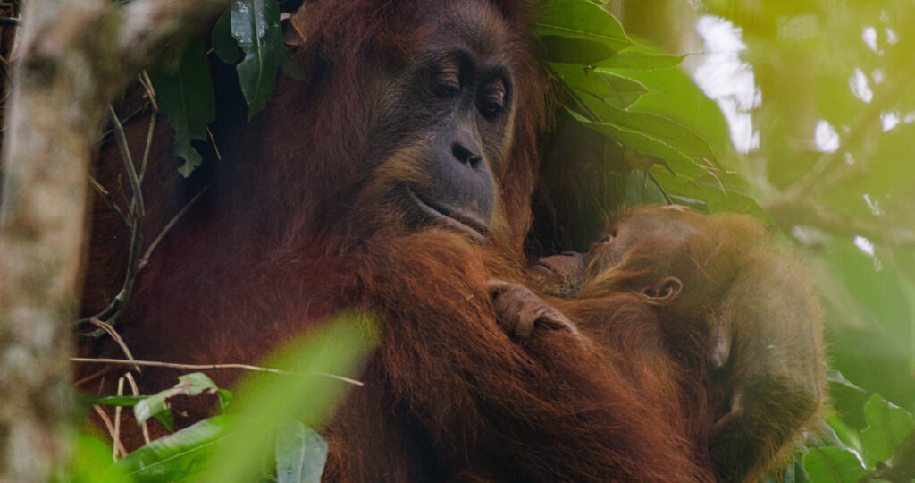 Orang-outan : Le Nouveau Film Disneynature Arrive Sur Disney+ Le 22 Avril Pour La Journée De La Terre