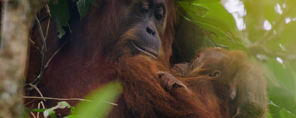 DisneynatureOrangutan 003