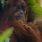 DisneynatureOrangutan 003