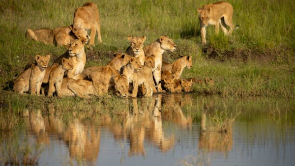 101 ChapterOne APrinceIsBorn Lion 02.jpg