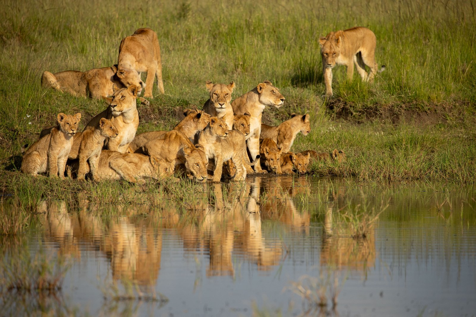 Lion : La Série Événement De National Geographic Suit Le Destin D’un Lionceau